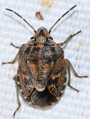 Holcogaster fibulata