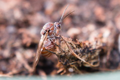 Andricus quercustozae