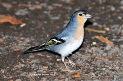 Fringilla coelebs palmae