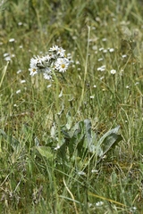 Senecio smithii