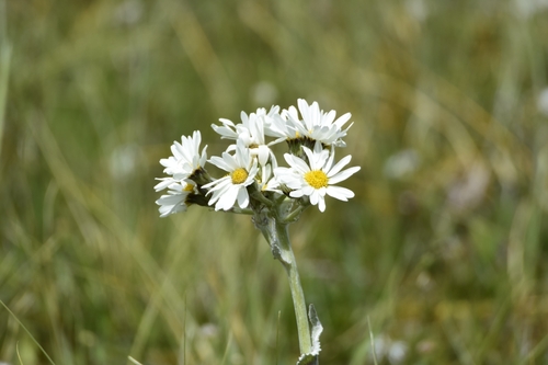 Image of Senecio smithii by (c) My-Lan Le, some rights reserved (CC BY)
