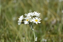 Senecio smithii