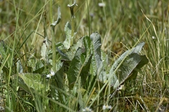 Senecio smithii