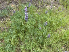 Lupinus succulentus