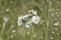 Senecio smithii
