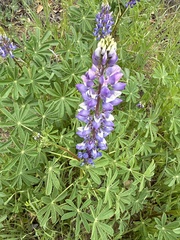 Lupinus succulentus