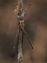 Disparomitus transvaliensis