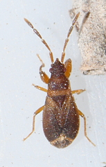 Notochilus ferrugineus