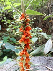 Hedychium gardnerianum