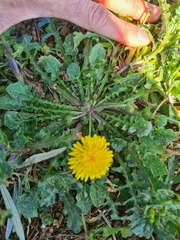 Crepis sancta