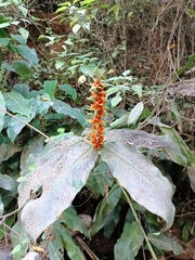 Hedychium gardnerianum