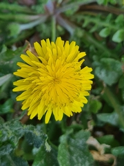 Crepis sancta