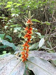 Hedychium gardnerianum