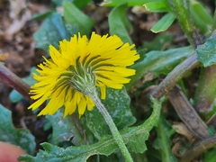 Crepis sancta