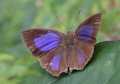 Surendra quercetorum