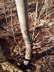 Populus