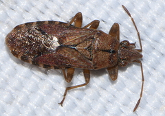 Orsillus depressus