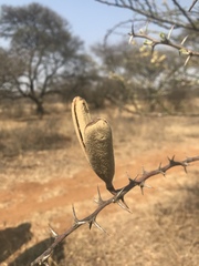 Vachellia hebeclada hebeclada