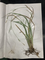 Carex ignota
