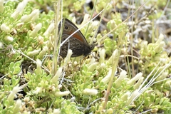 Cosmosatyrus leptoneuroides