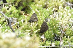 Cosmosatyrus leptoneuroides