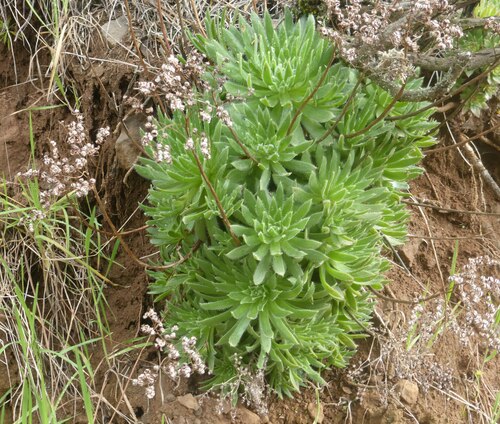 Image of Aeonium simsii by (c) Malcolm Gould, some rights reserved (CC BY)