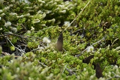 Cosmosatyrus leptoneuroides