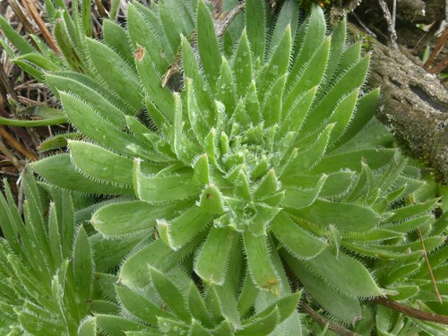 Image of Aeonium simsii by (c) Malcolm Gould, some rights reserved (CC BY)