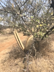 Vachellia hebeclada hebeclada