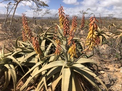 Aloe jawiyon