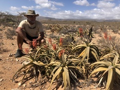 Aloe jawiyon