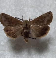 Cosmia affinis