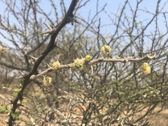 Vachellia hebeclada hebeclada