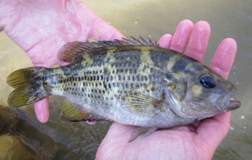 Rock Bass (Fishes of the Upper Green River, KY) · iNaturalist