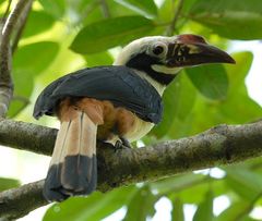 Visayan Hornbill photo 3
