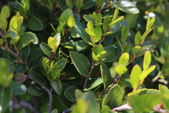 Nothofagus betuloides