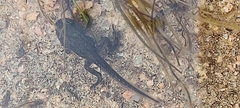 Bufo spinosus