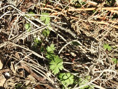 Geranium dissectum