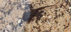 Bufo spinosus