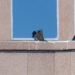 Cathartes aura septentrionalis