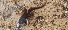 Bufo spinosus
