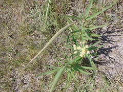 Asclepias mellodora
