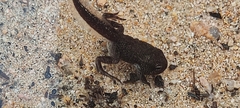 Bufo spinosus
