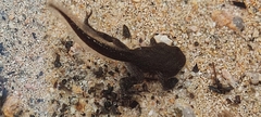 Bufo spinosus
