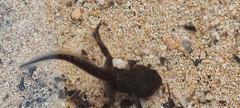 Bufo spinosus