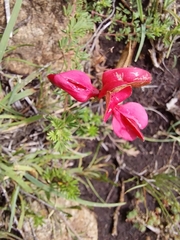 Indigofera hedyantha