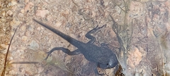 Bufo spinosus