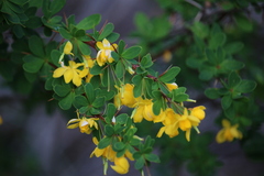 Berberis montana