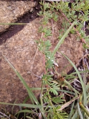 Indigofera hedyantha