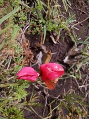 Indigofera hedyantha